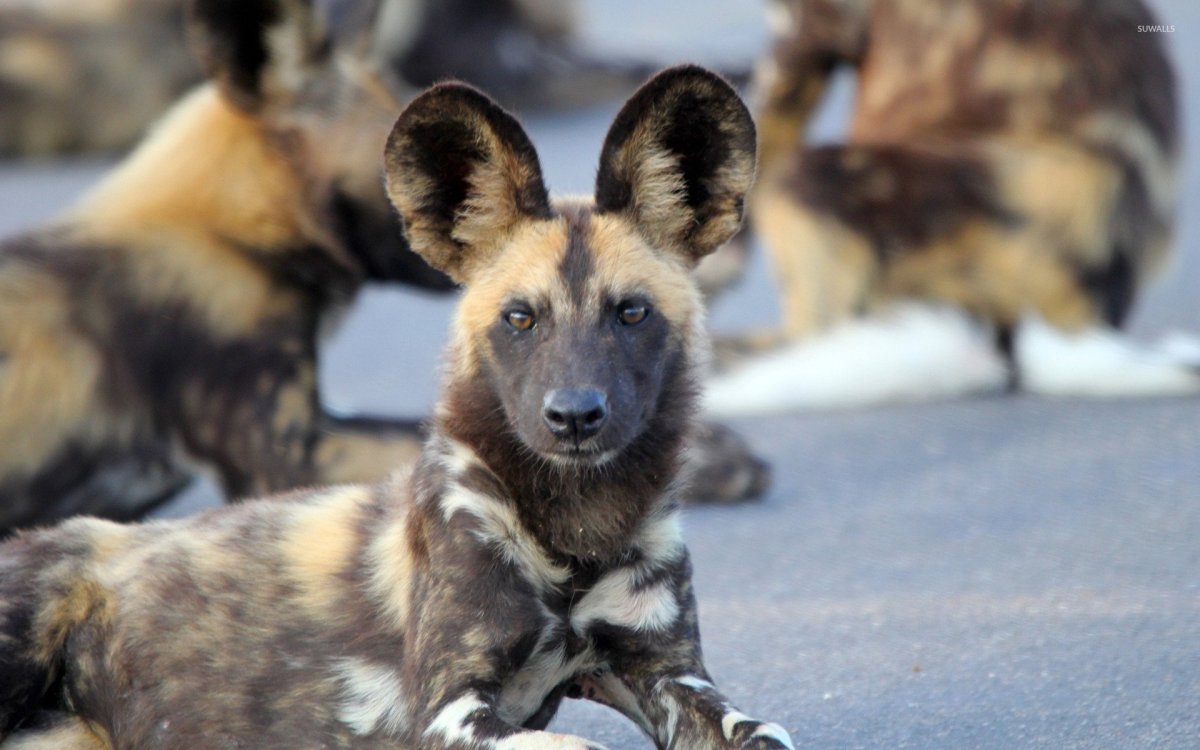 Гиеновидная собака альбинос