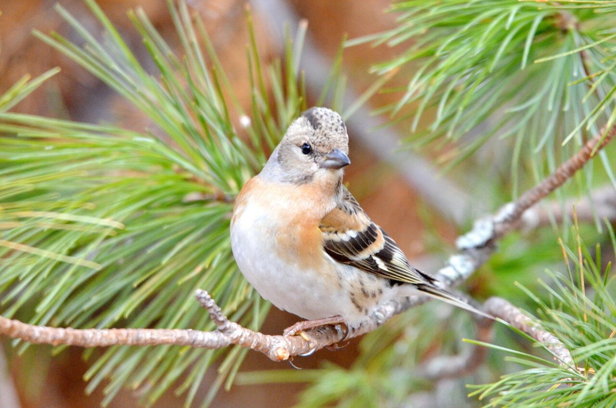Дикие птицы Вьюрковые