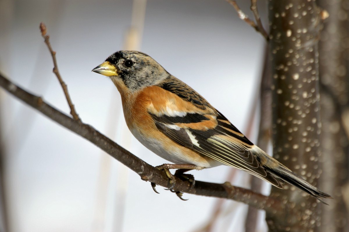 Вьюрок Вьюрковые