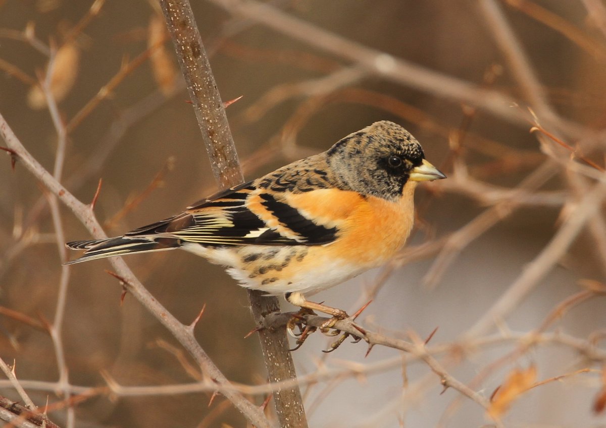 Вьюрок Вьюрковые