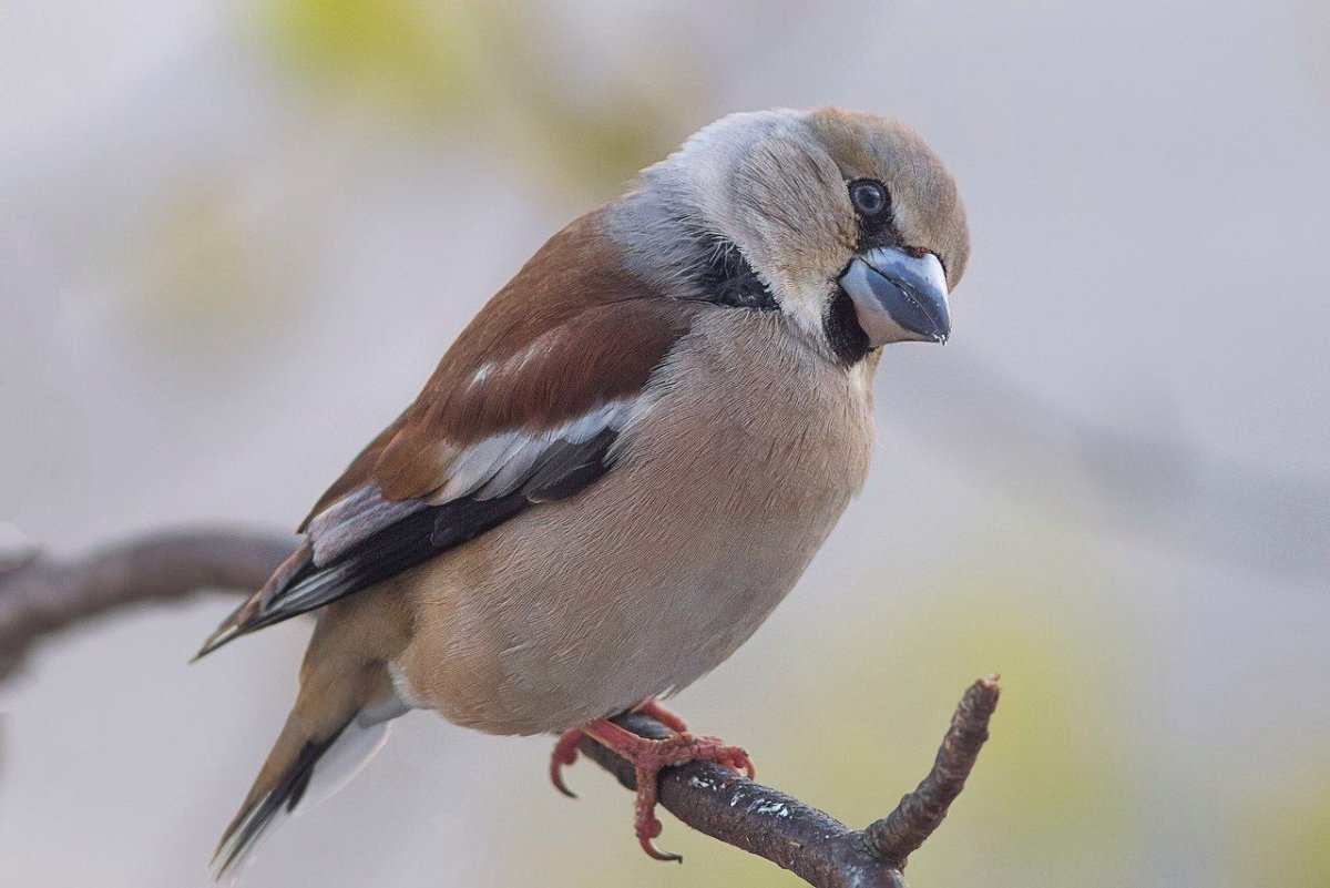 Черный Дубонос