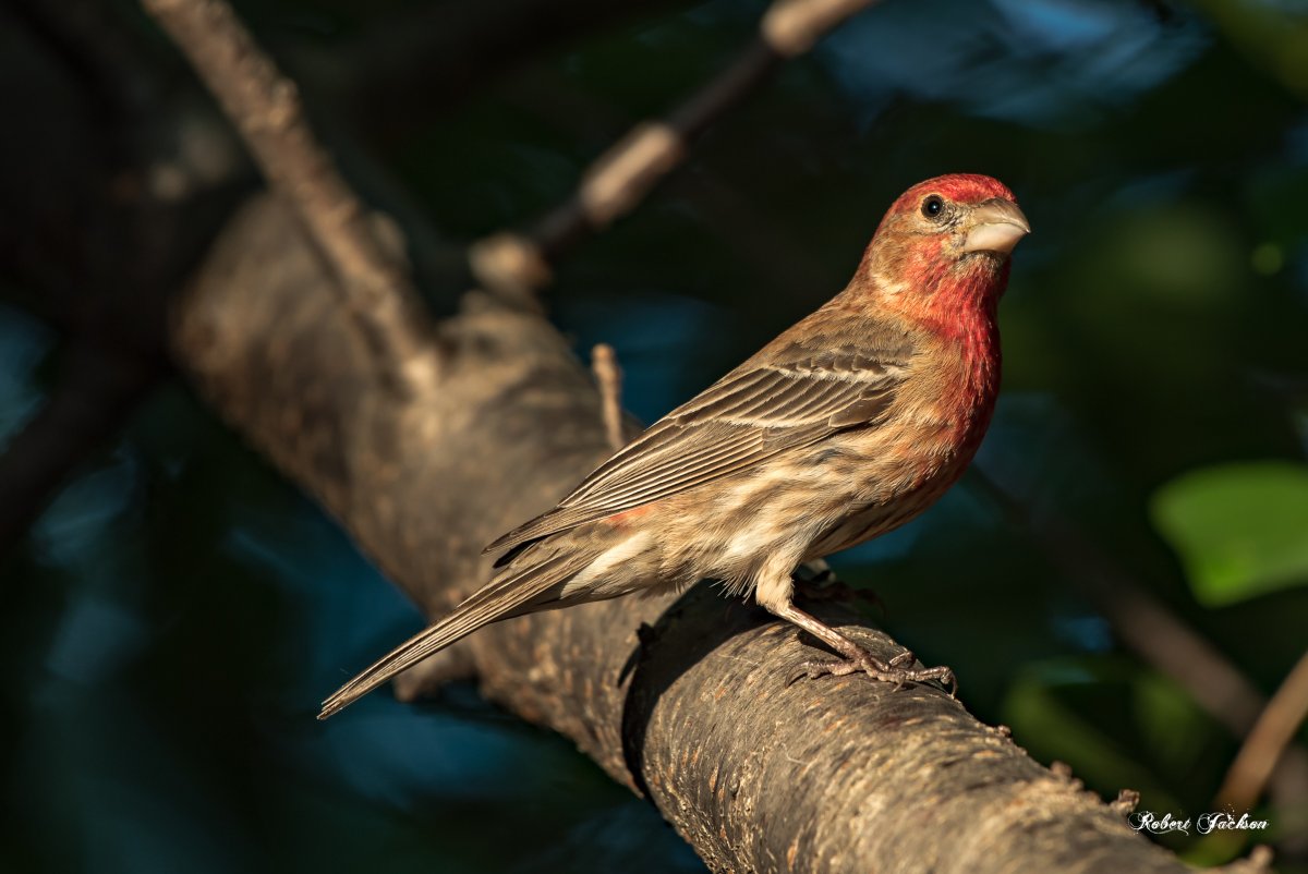 Семейство: Вьюрковые (Fringillidae)