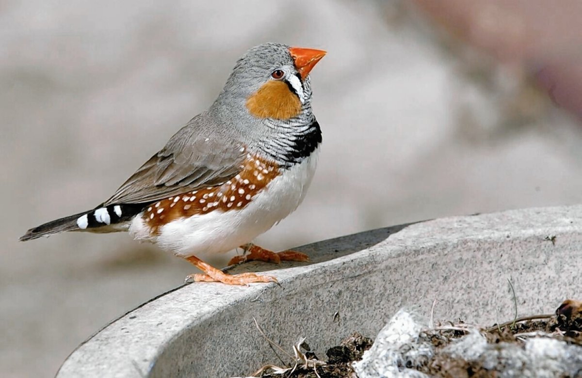 Семейство Вьюрковые представители