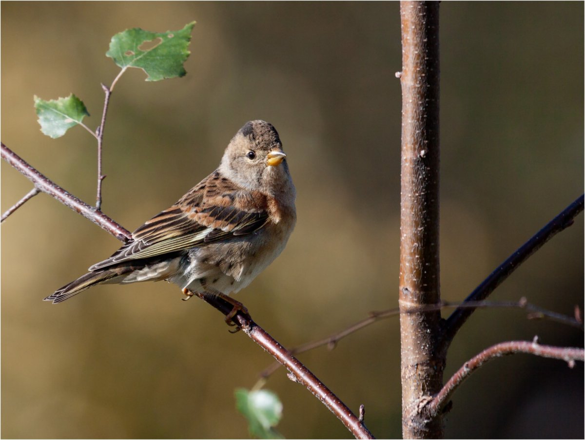Зеленушка Вьюрковые