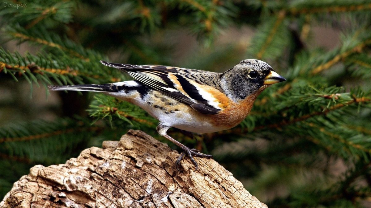 Carpodacus mexicanus
