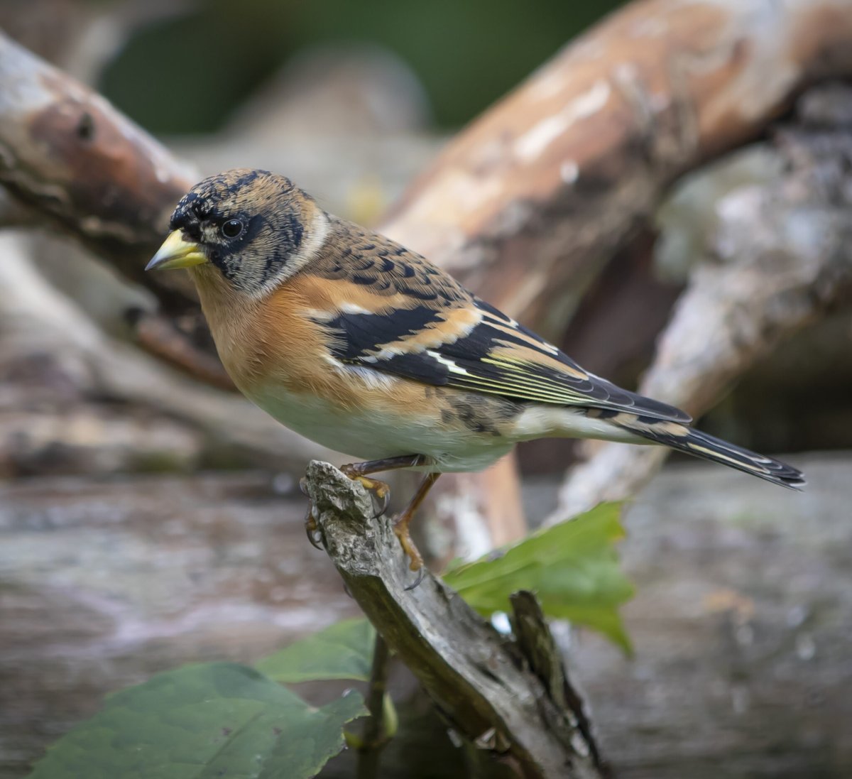 Вьюрок Зяблик