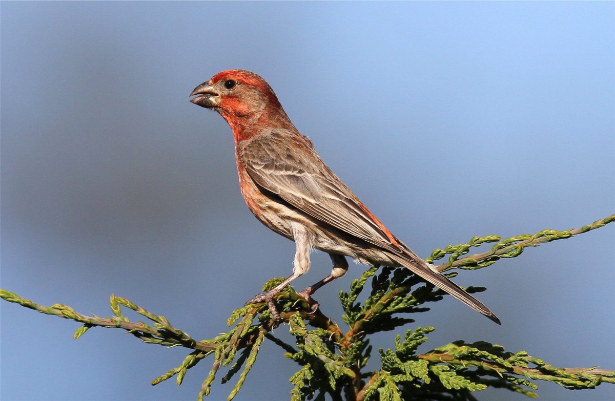 Вьюрок Зяблик