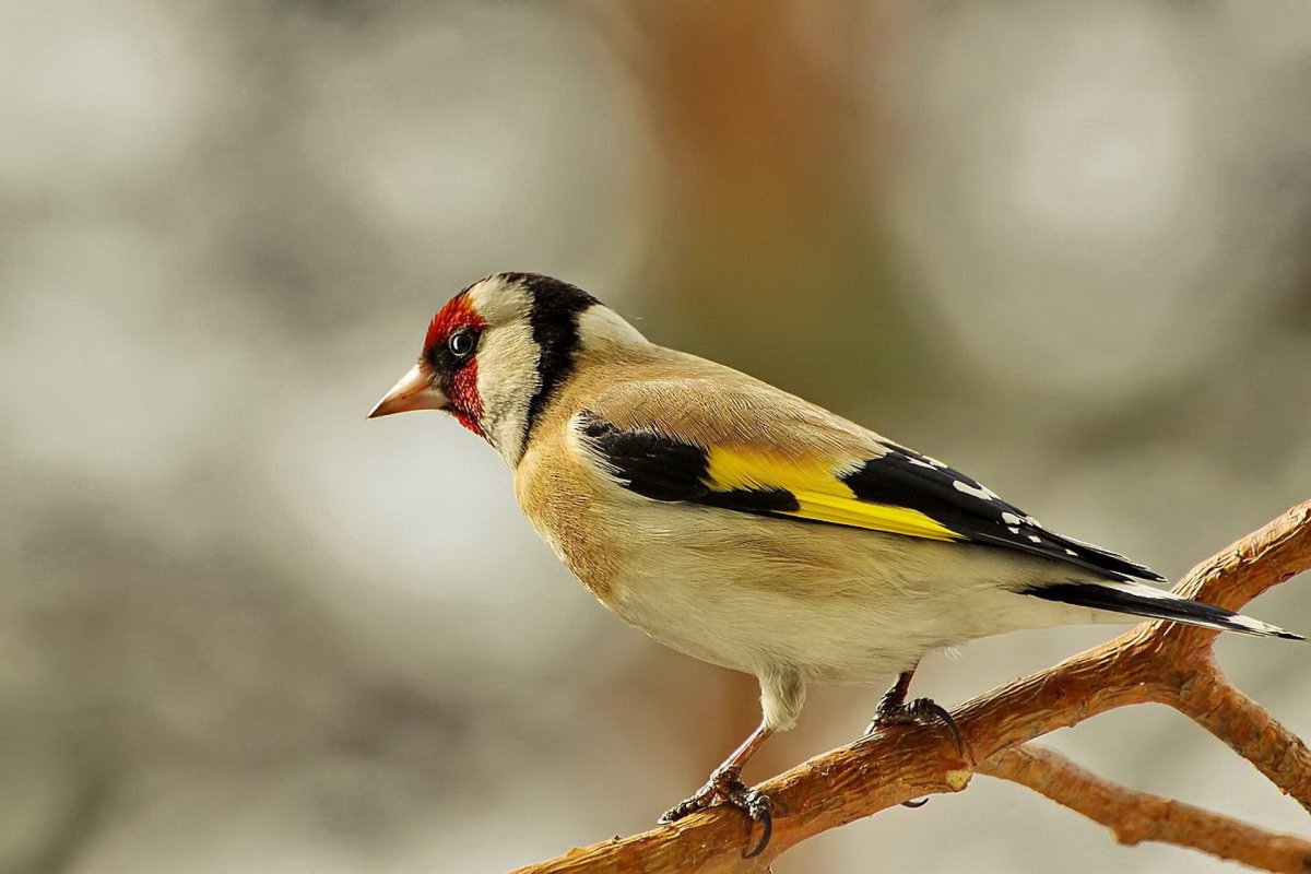 Ошейниковый Дубонос