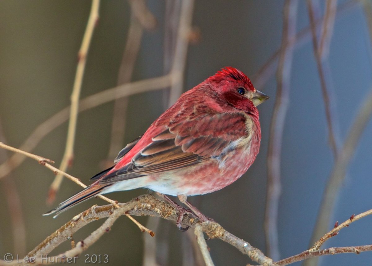 Американский горный вьюрок