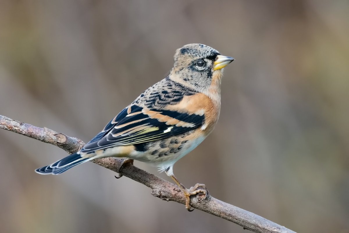 Вьюрок Юрок птица