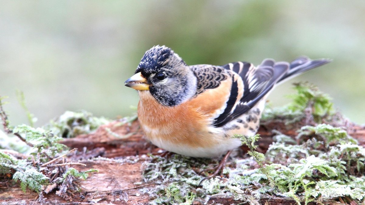 Полевой Воробей самка