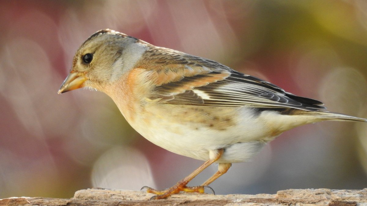 Вьюрковые певчие птицы