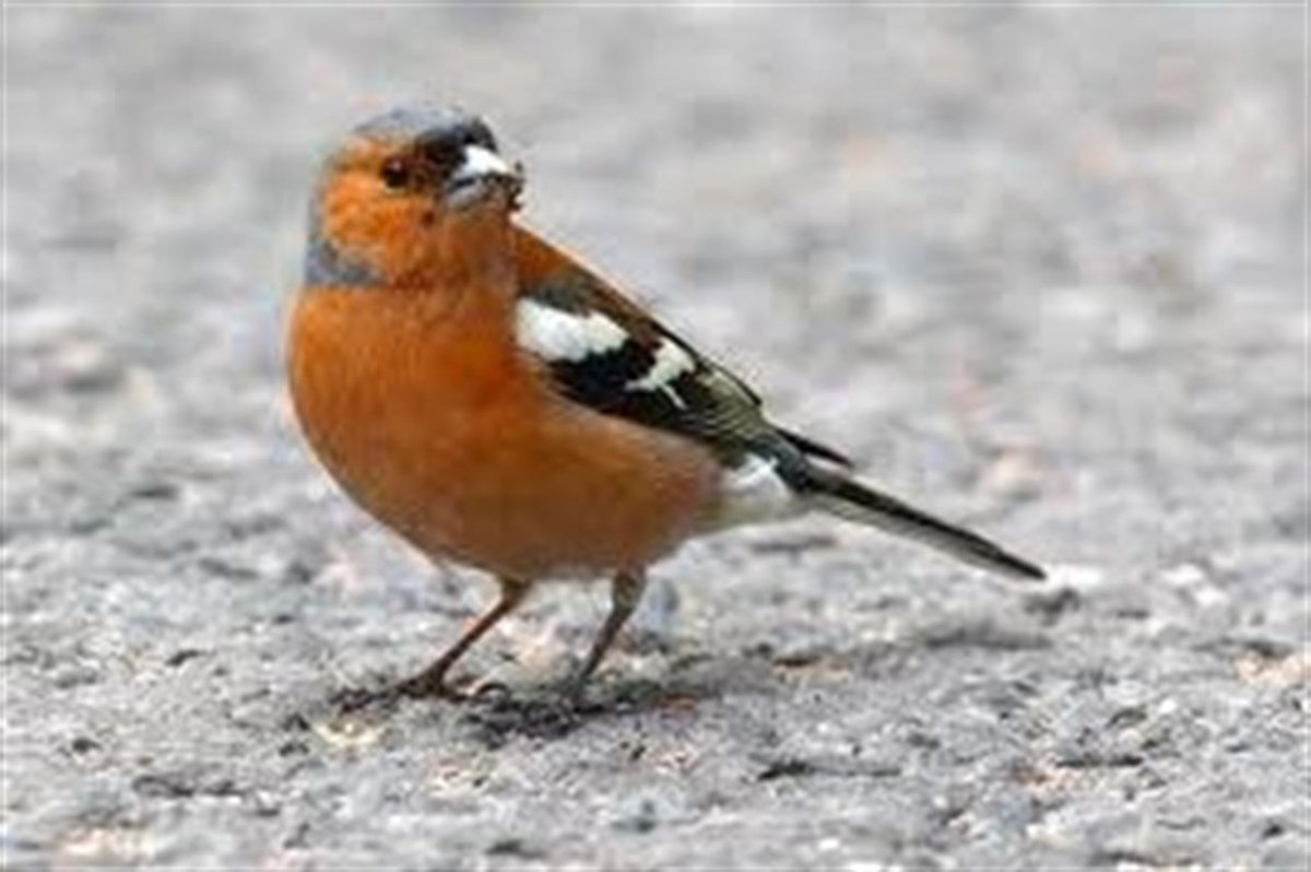 Траурная амадина