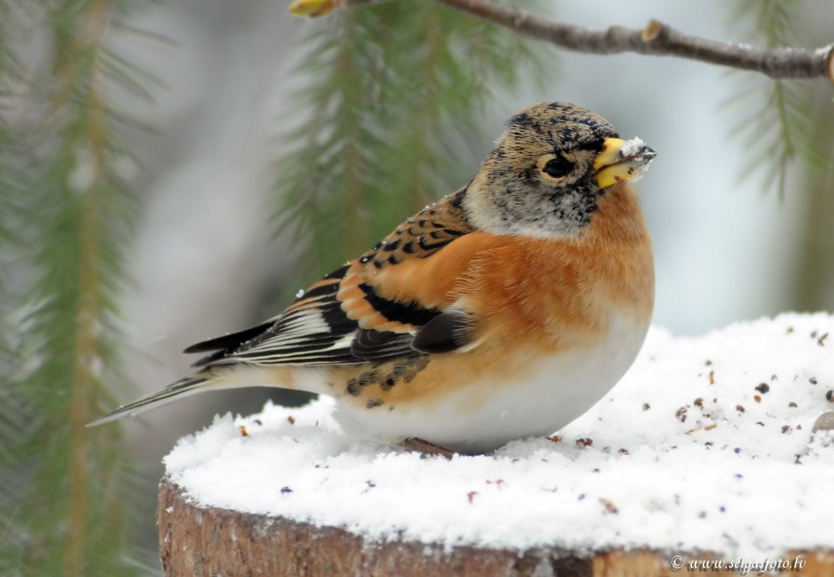 Фью фью птица