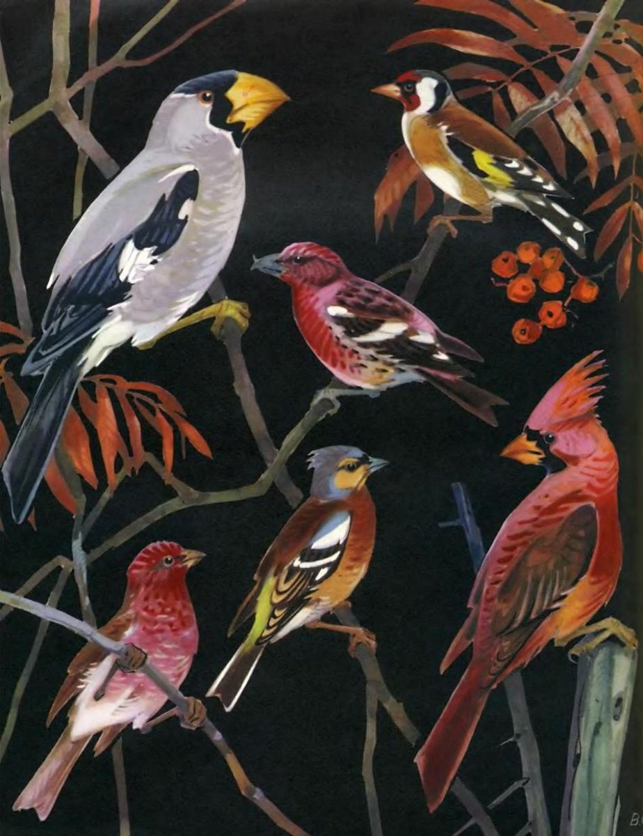 Щегол Сосновый