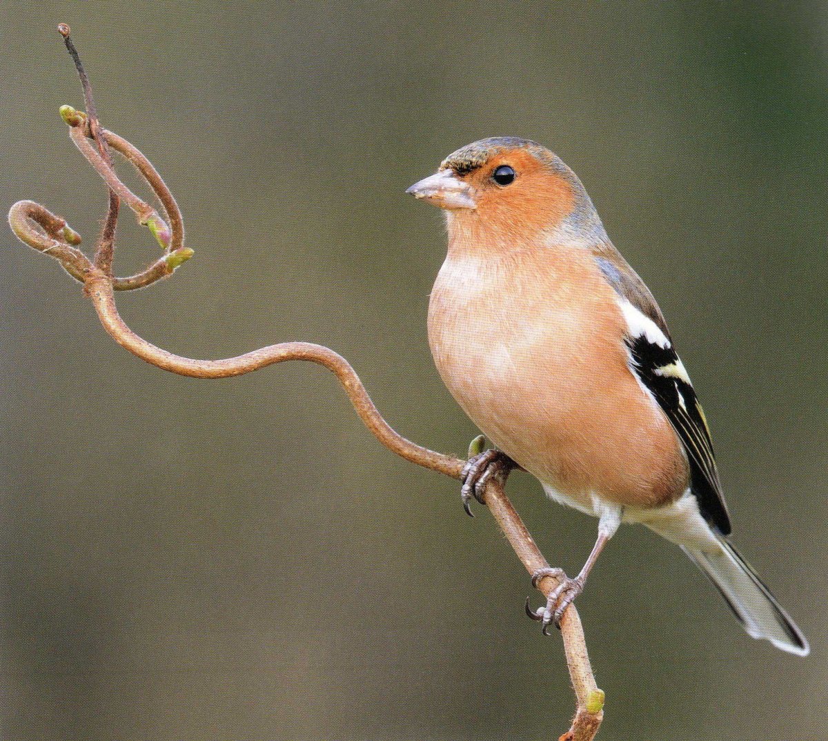 Вьюрковые птицы