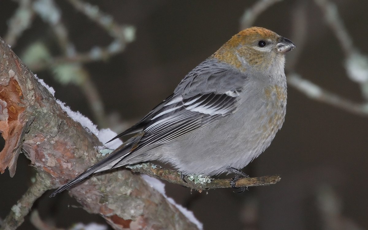 Юрок певчая птица?