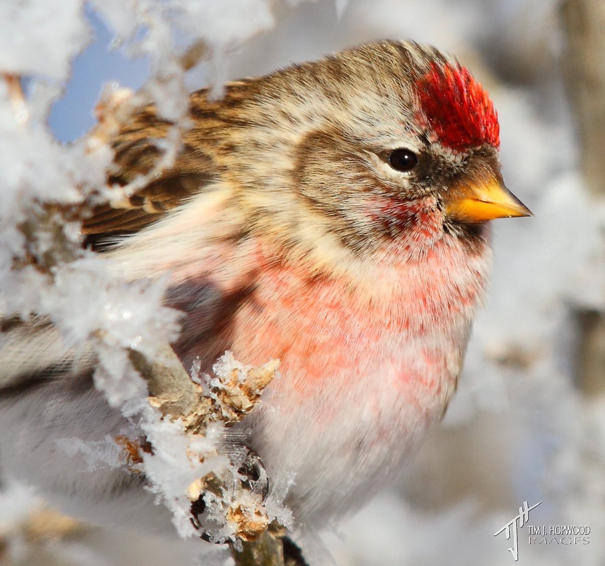 Сибирская чечевица Вьюрковые