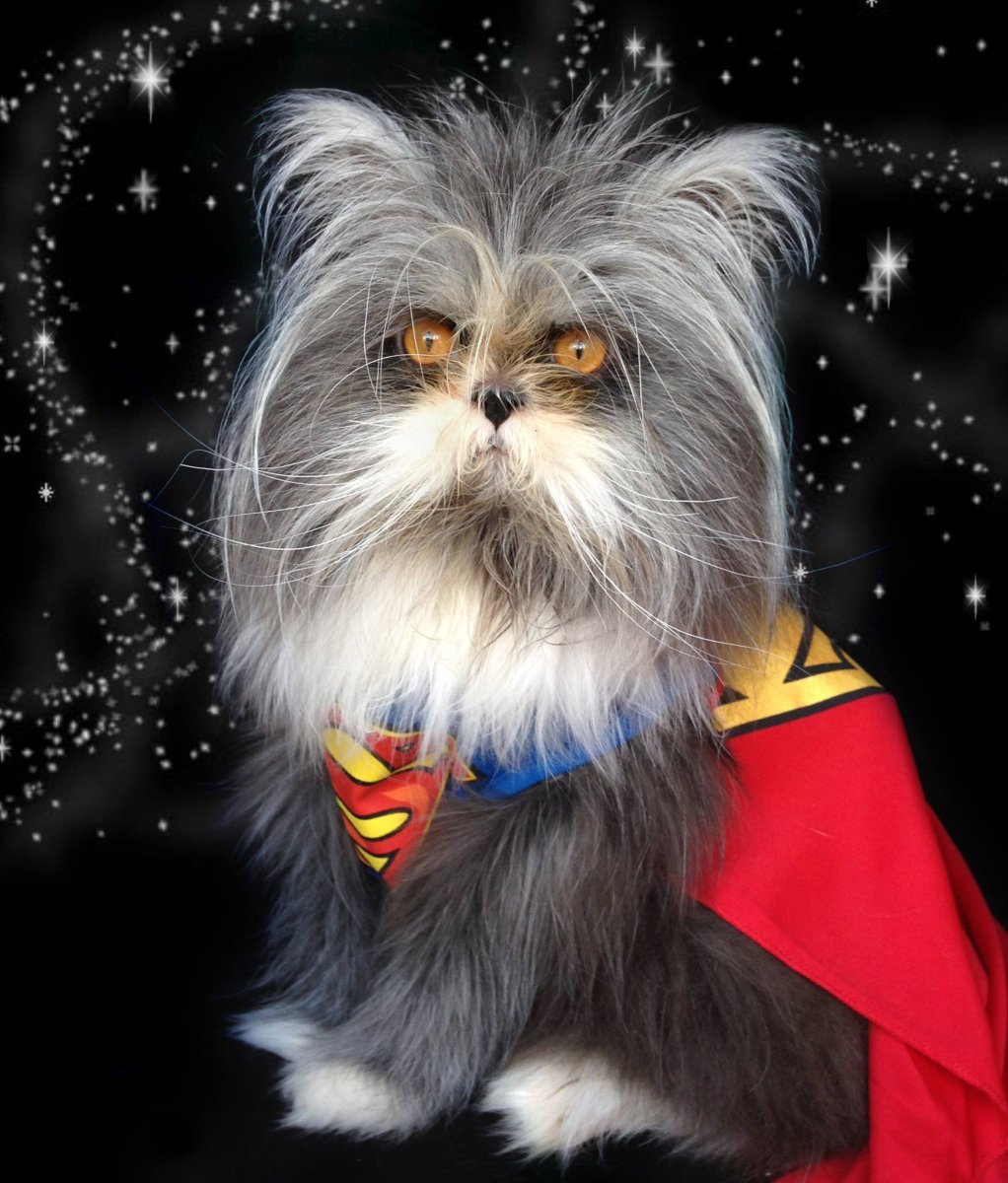 Это Атчум-кот персидской породы