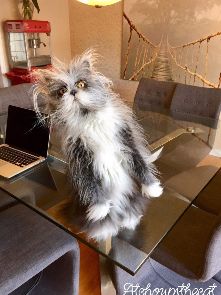 Кот канадский Чихун