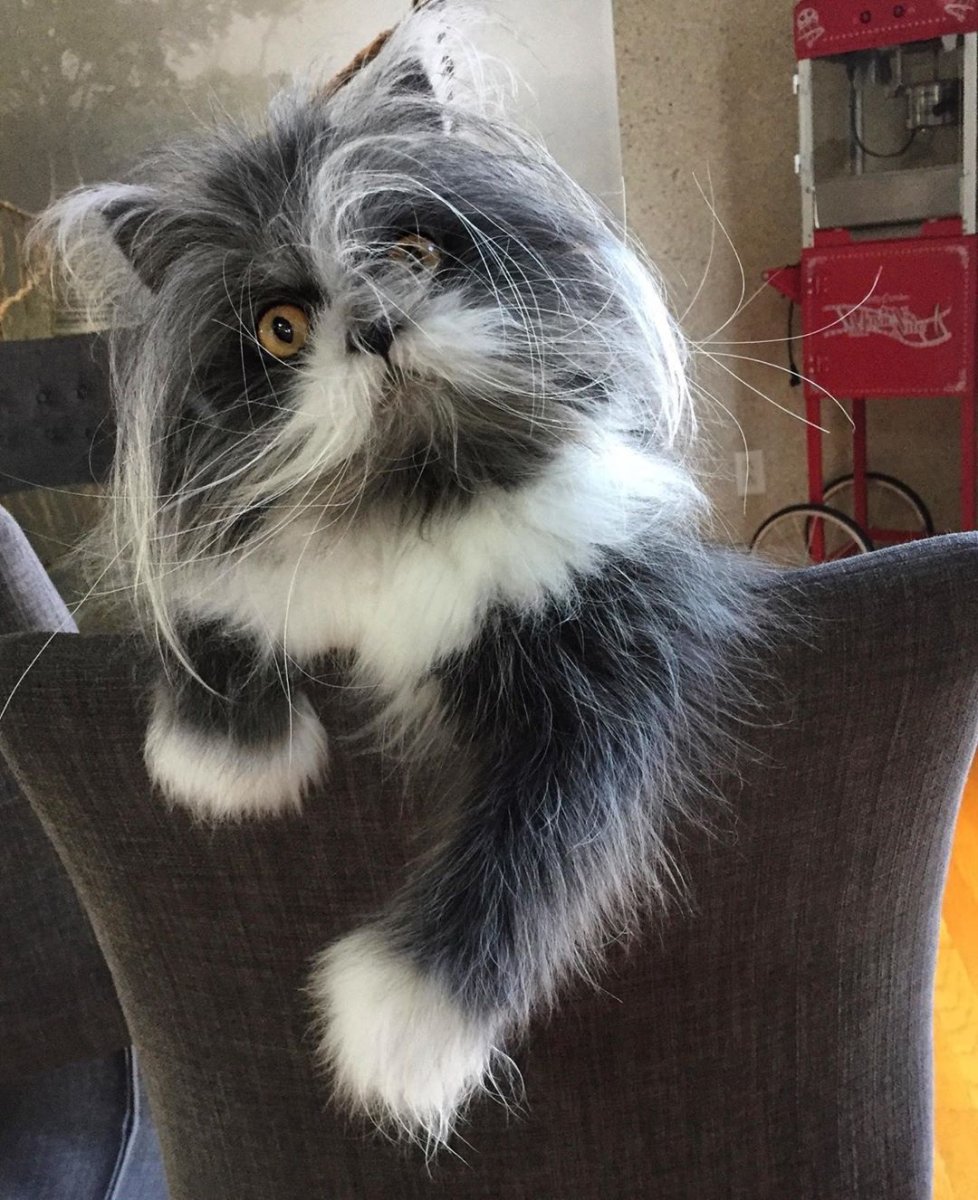 Атчум персидский кот цена