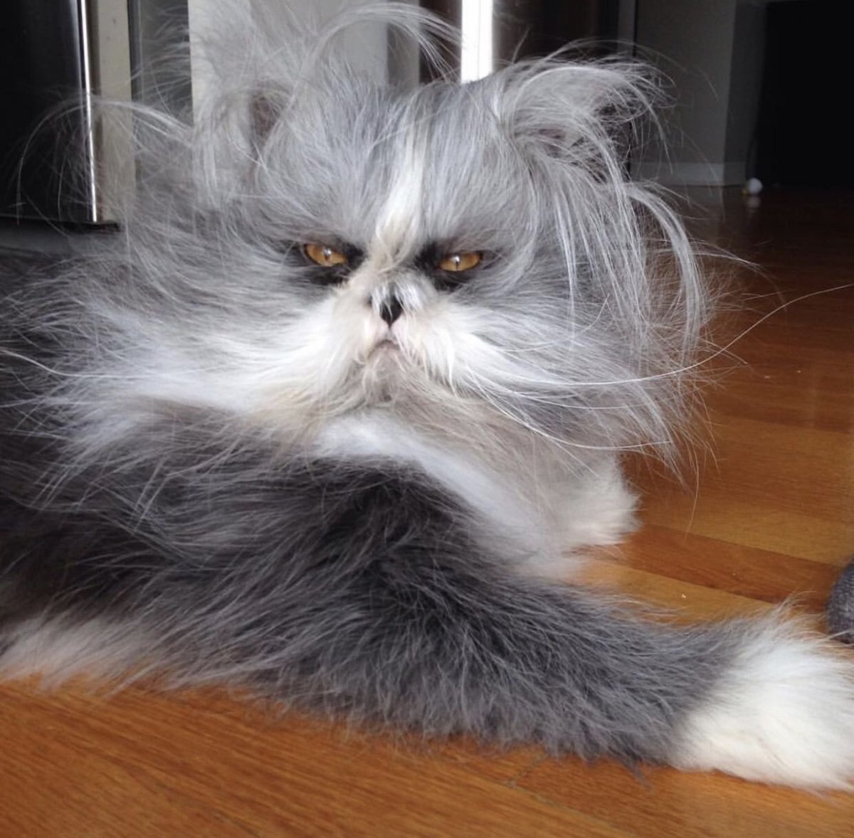 Котенок ачум