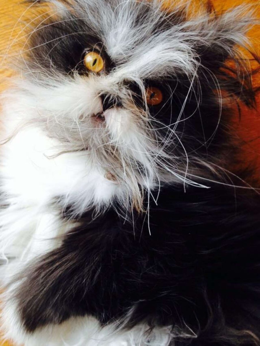 Черно белый лохматый кот