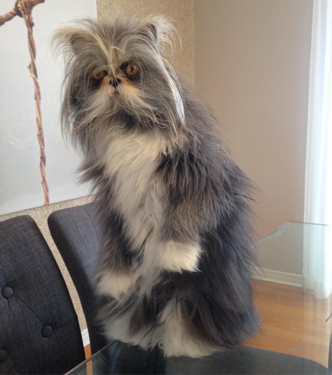 Атчум персидский кот