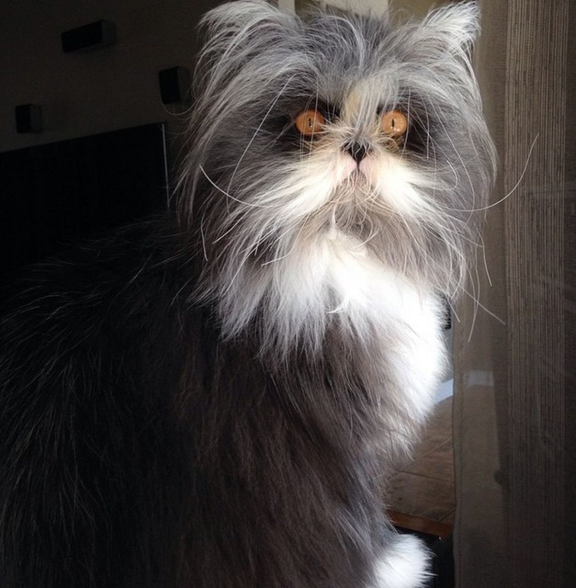 Атчум персидский кот