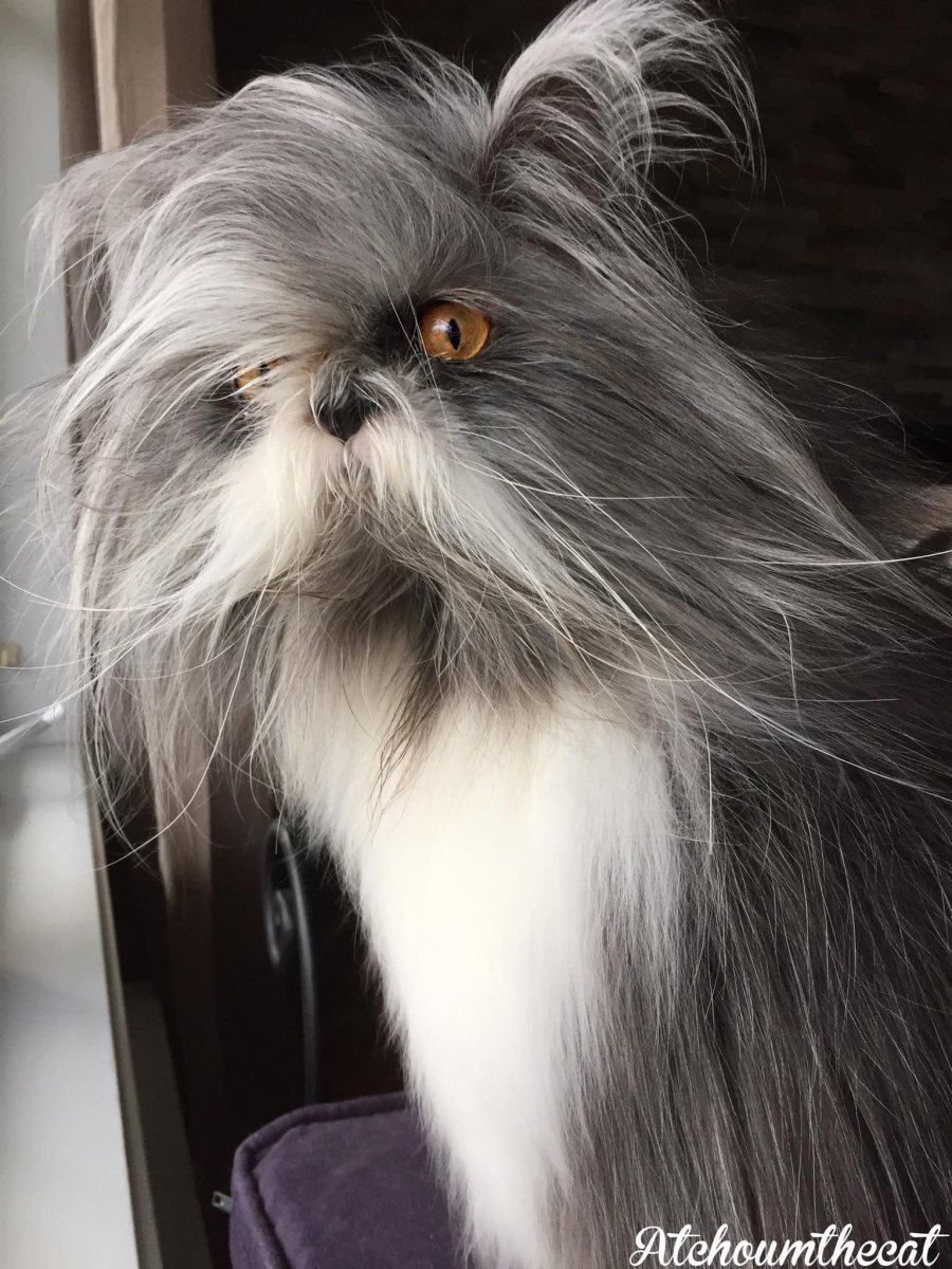 Канадский кот Атчум