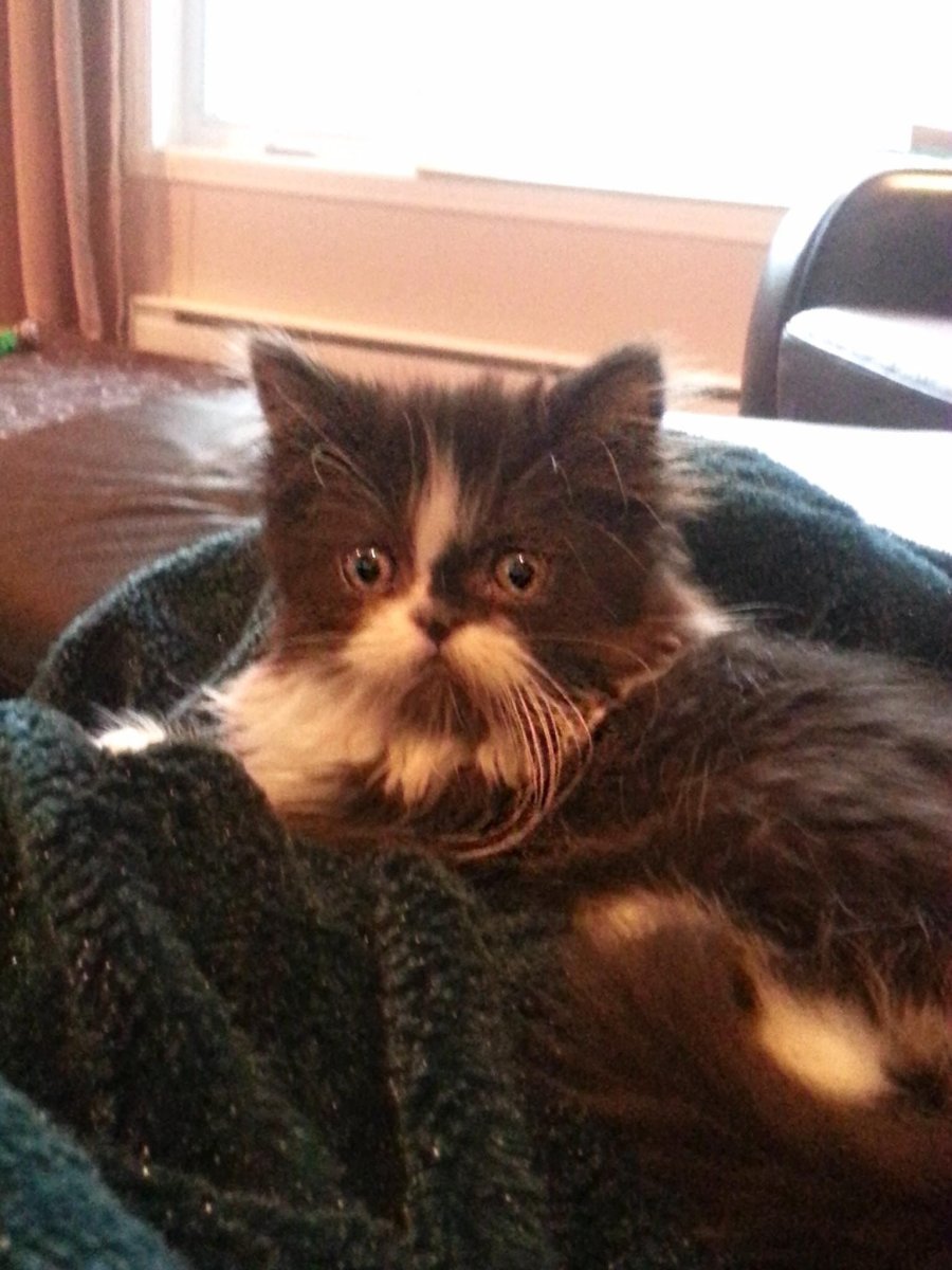 Кот Атчум порода