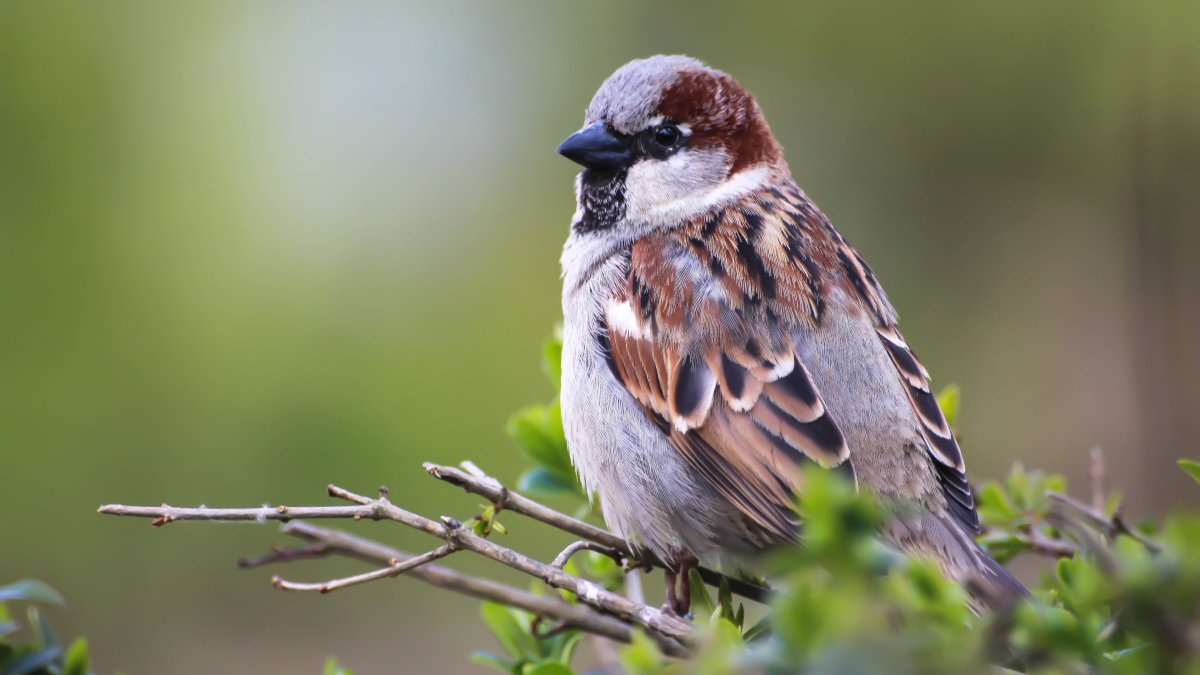 Красногрудый Воробей