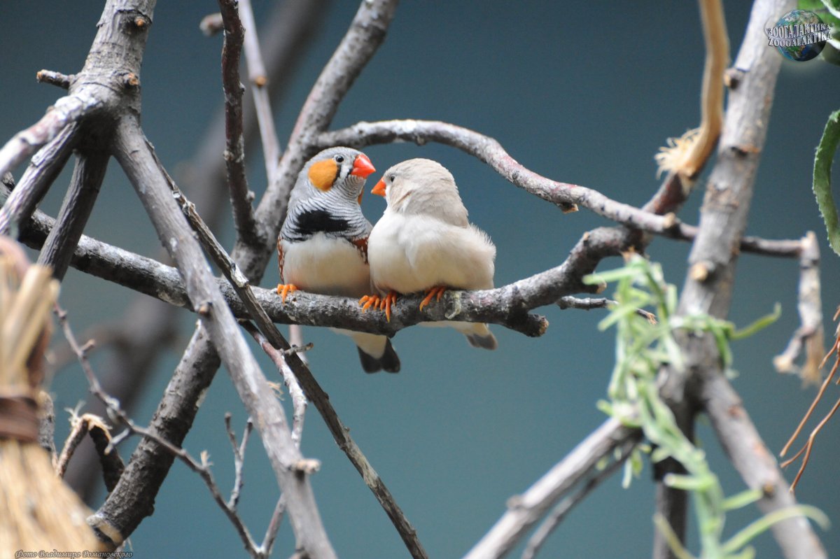 Южноафриканский Воробей