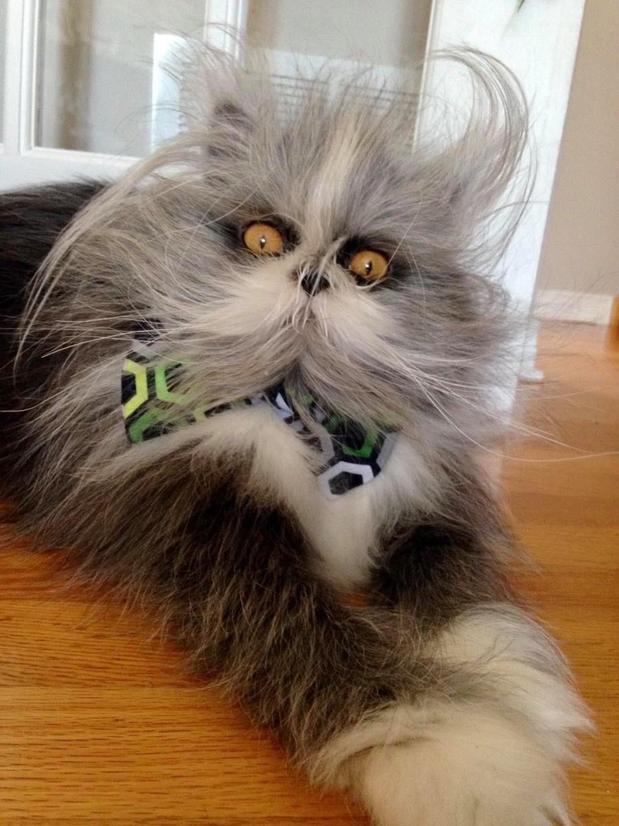 Поиск по фото кота