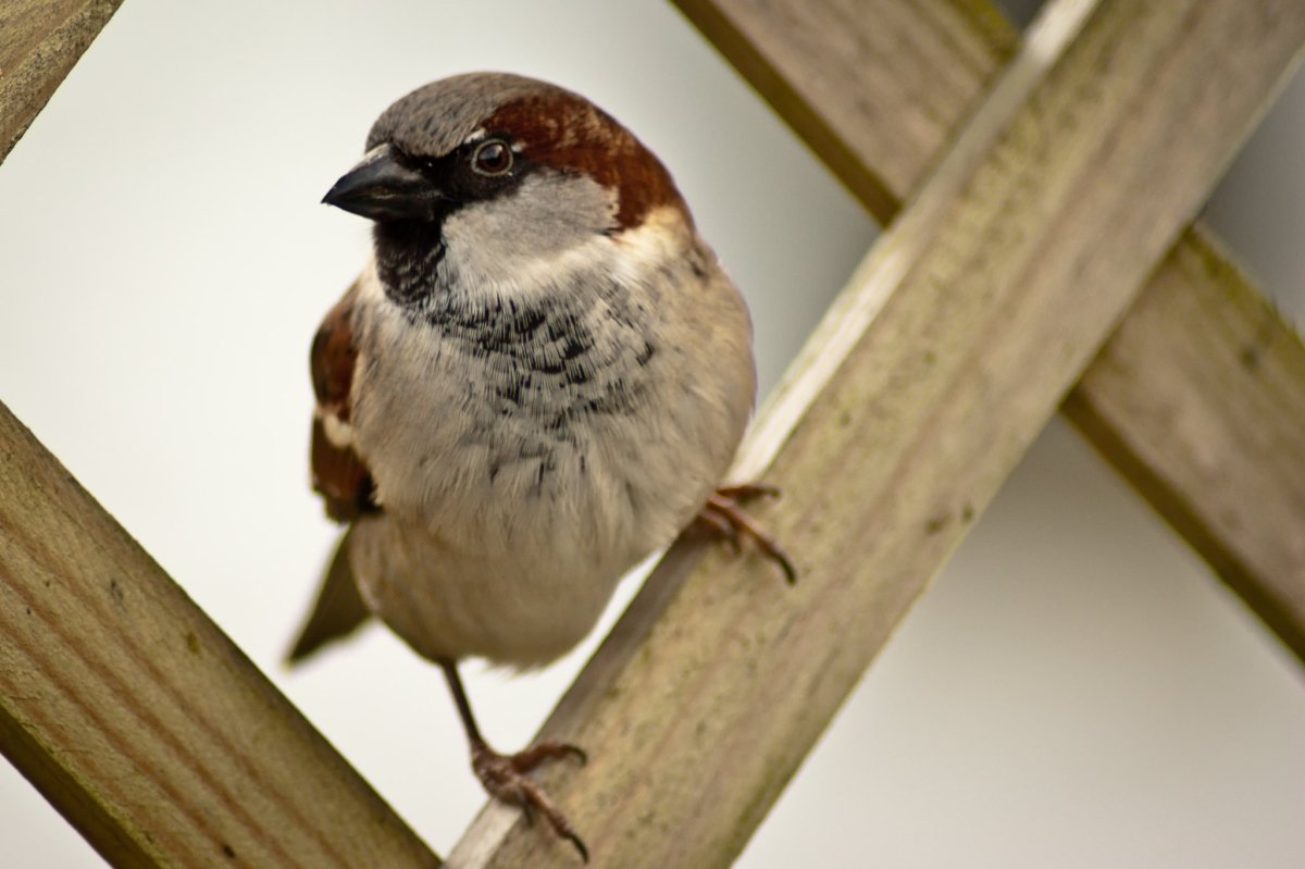 Яванский Воробей