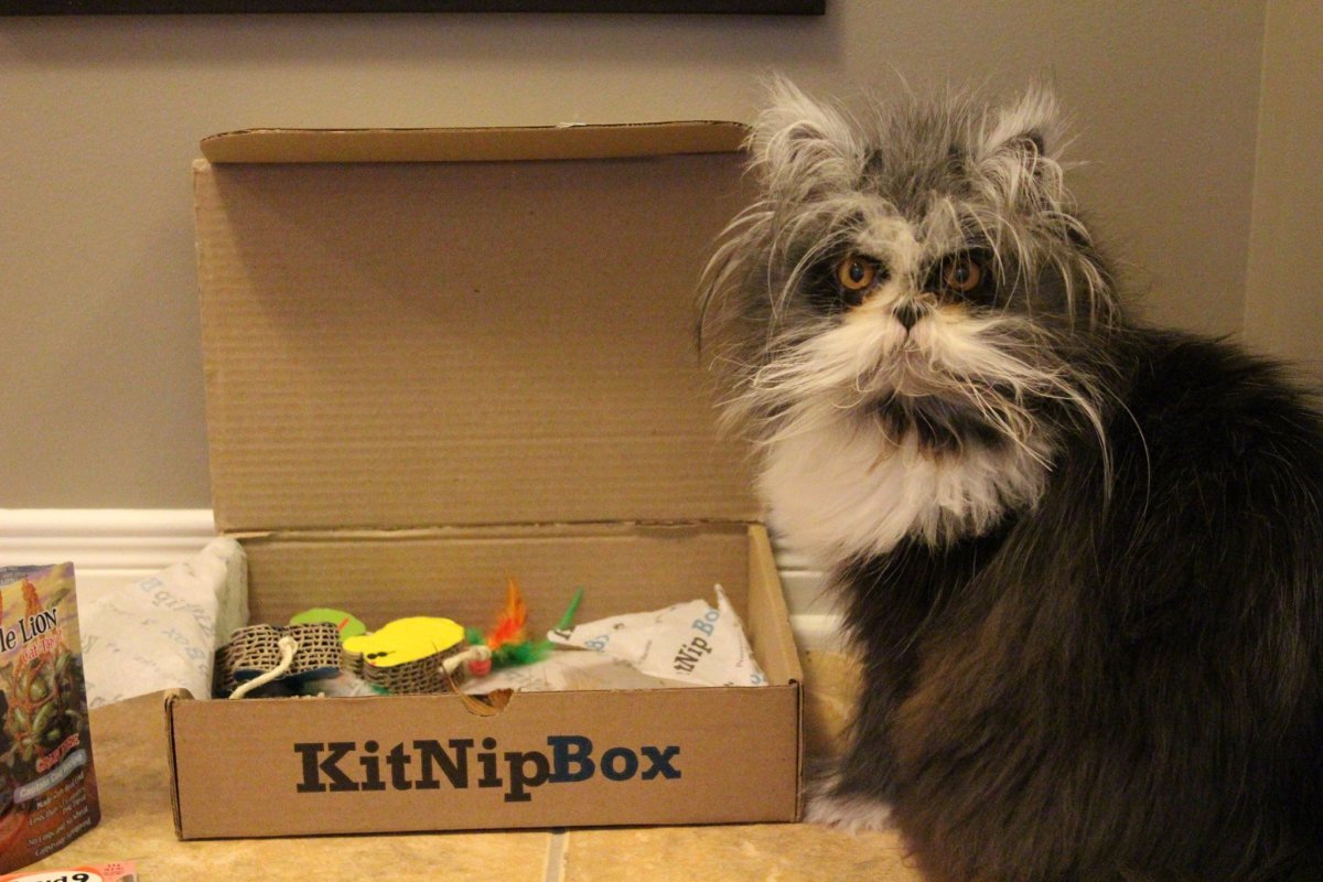 Канадский кот Атчум