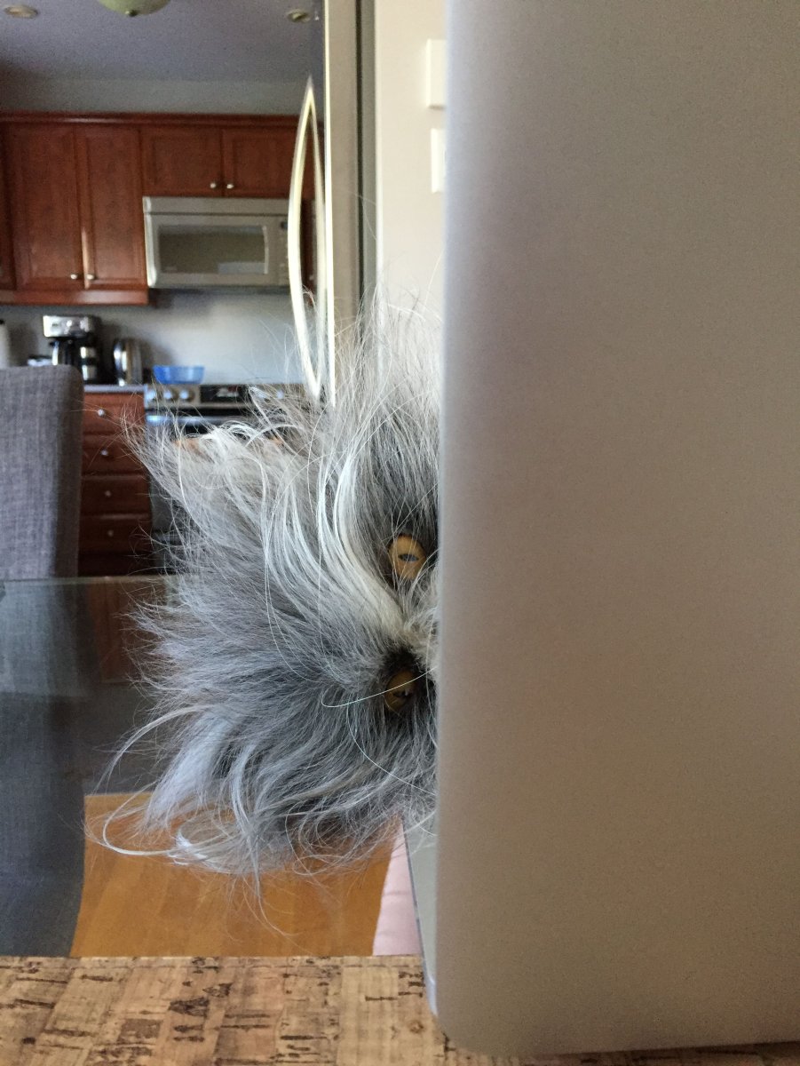 Коты породы Атчум маленькие