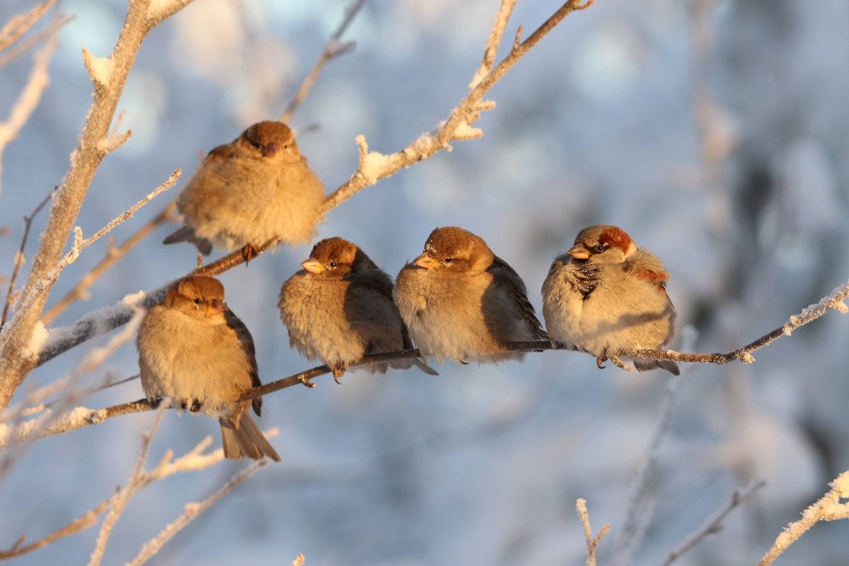 Шагающий Воробей