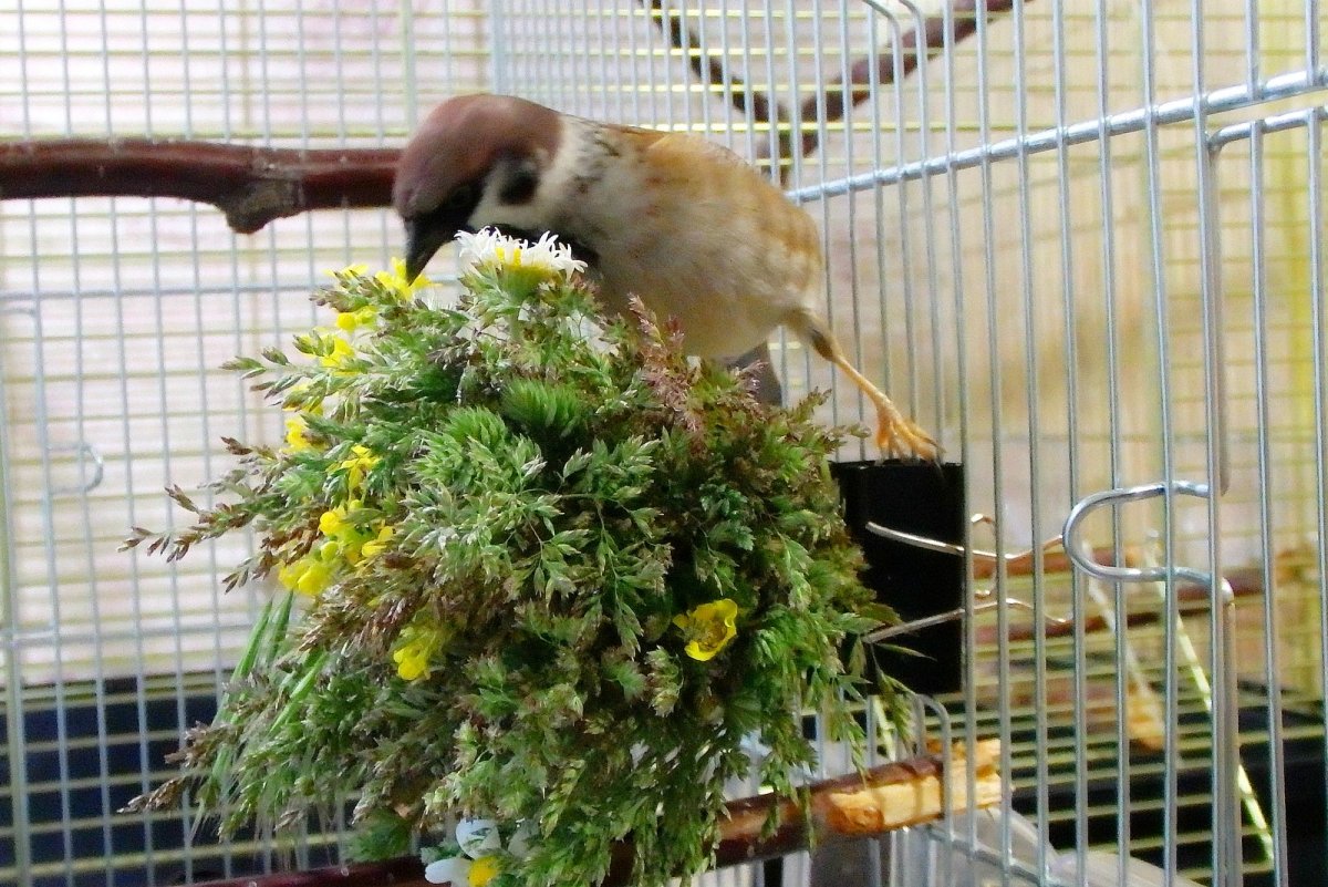 Казуар в Австралии