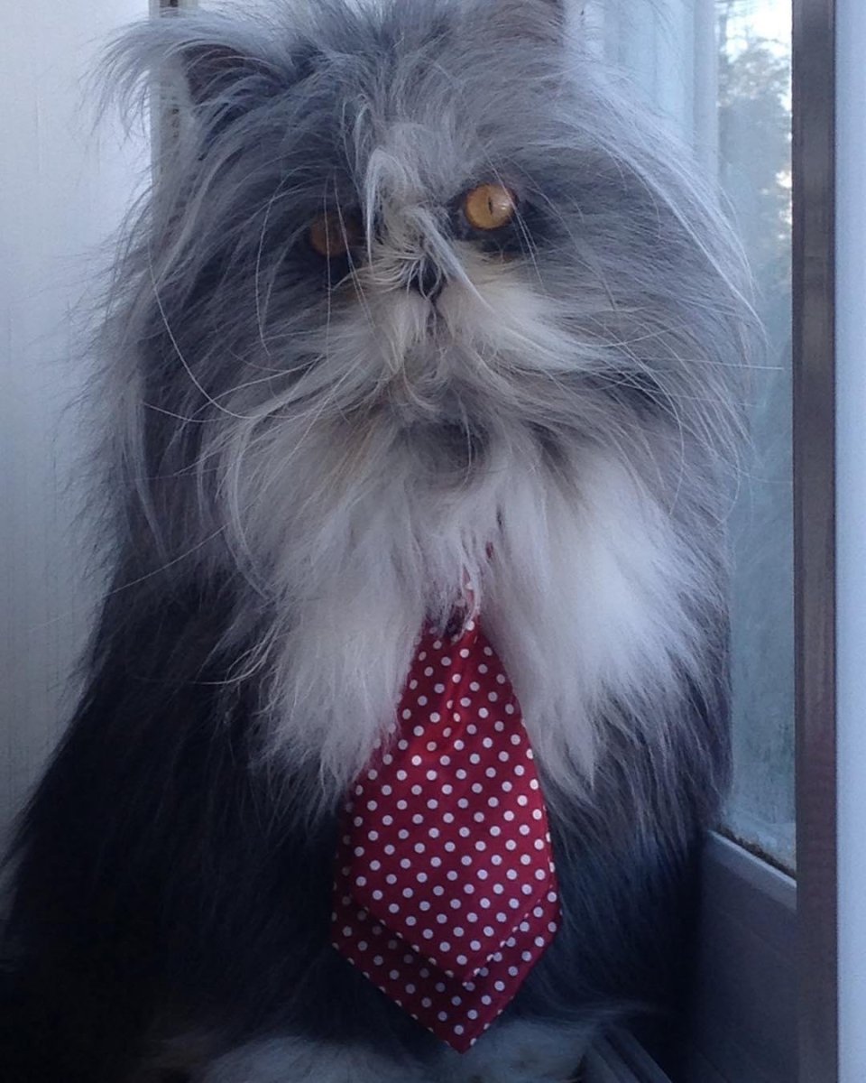 Атчум персидский