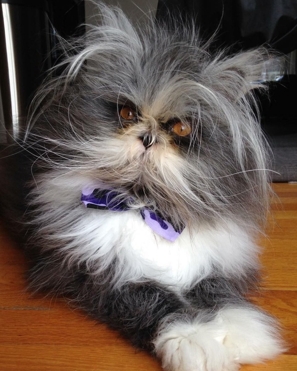 Гипертрихоз у кошек