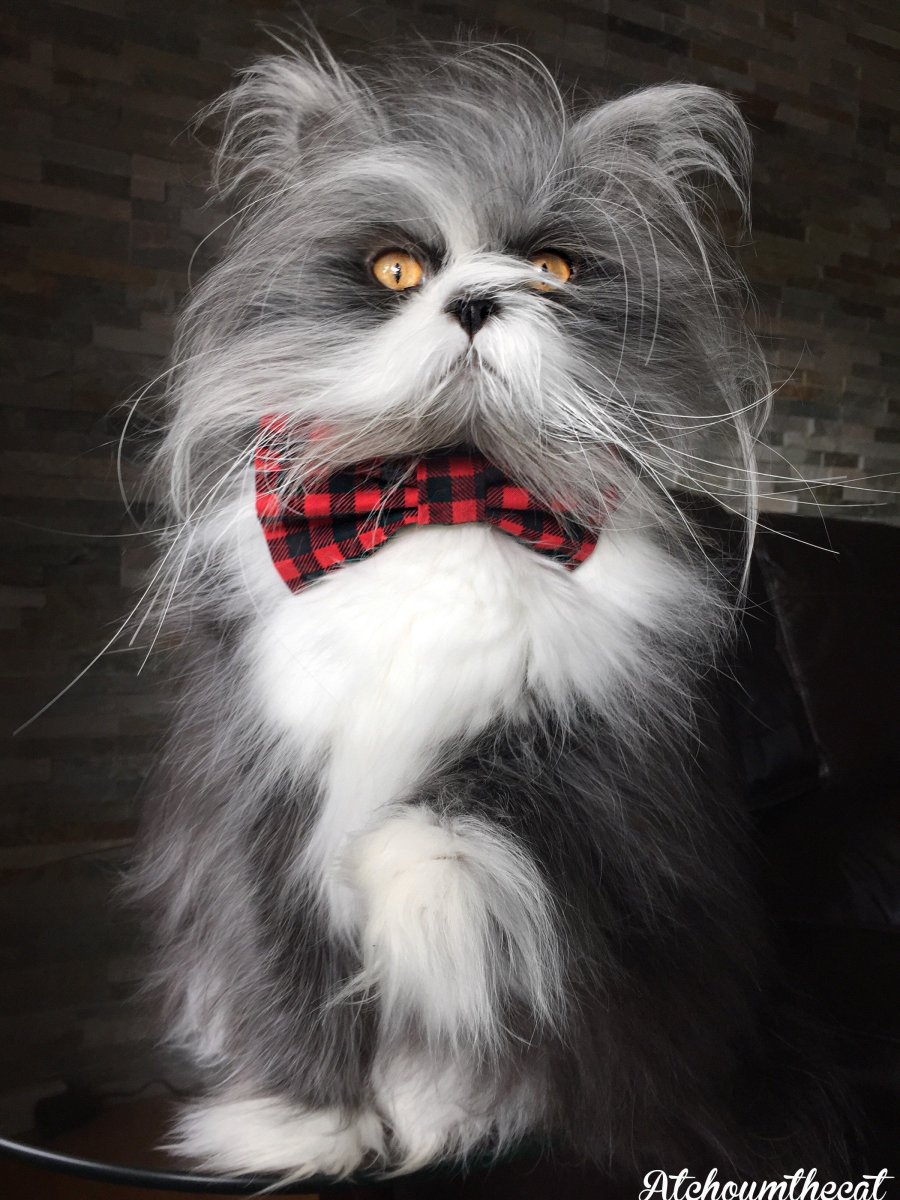 Лохматый кот порода Атчум