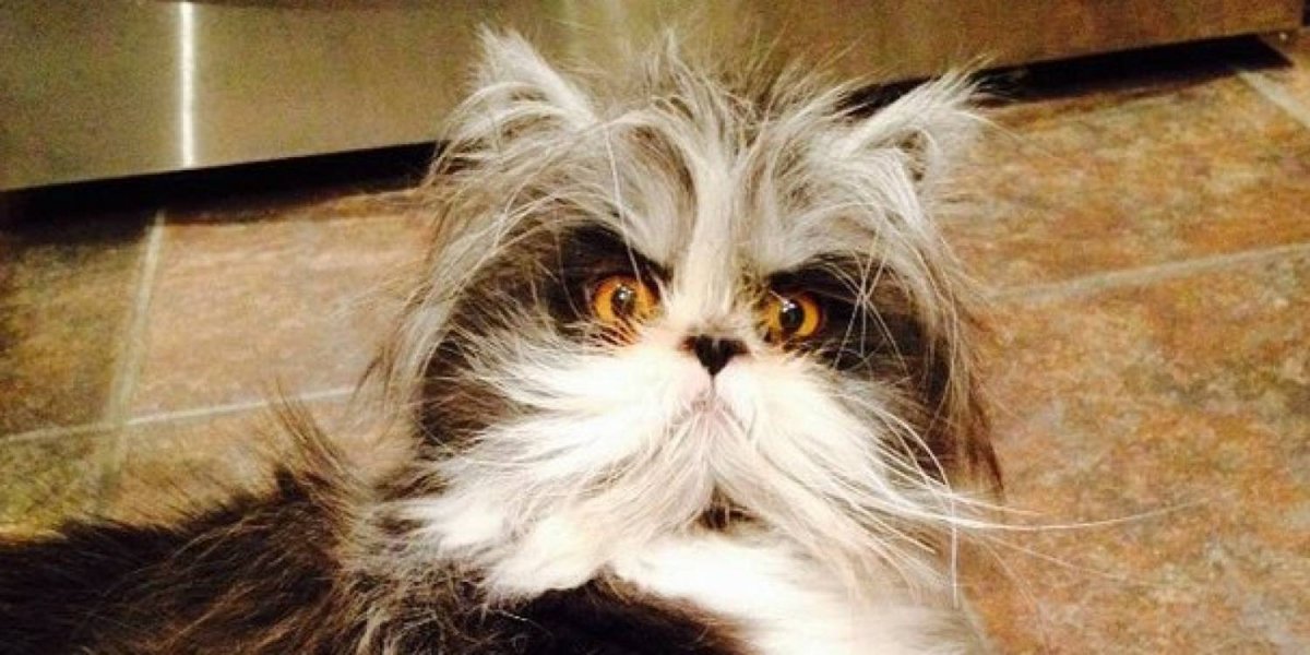 Кот Чихун порода