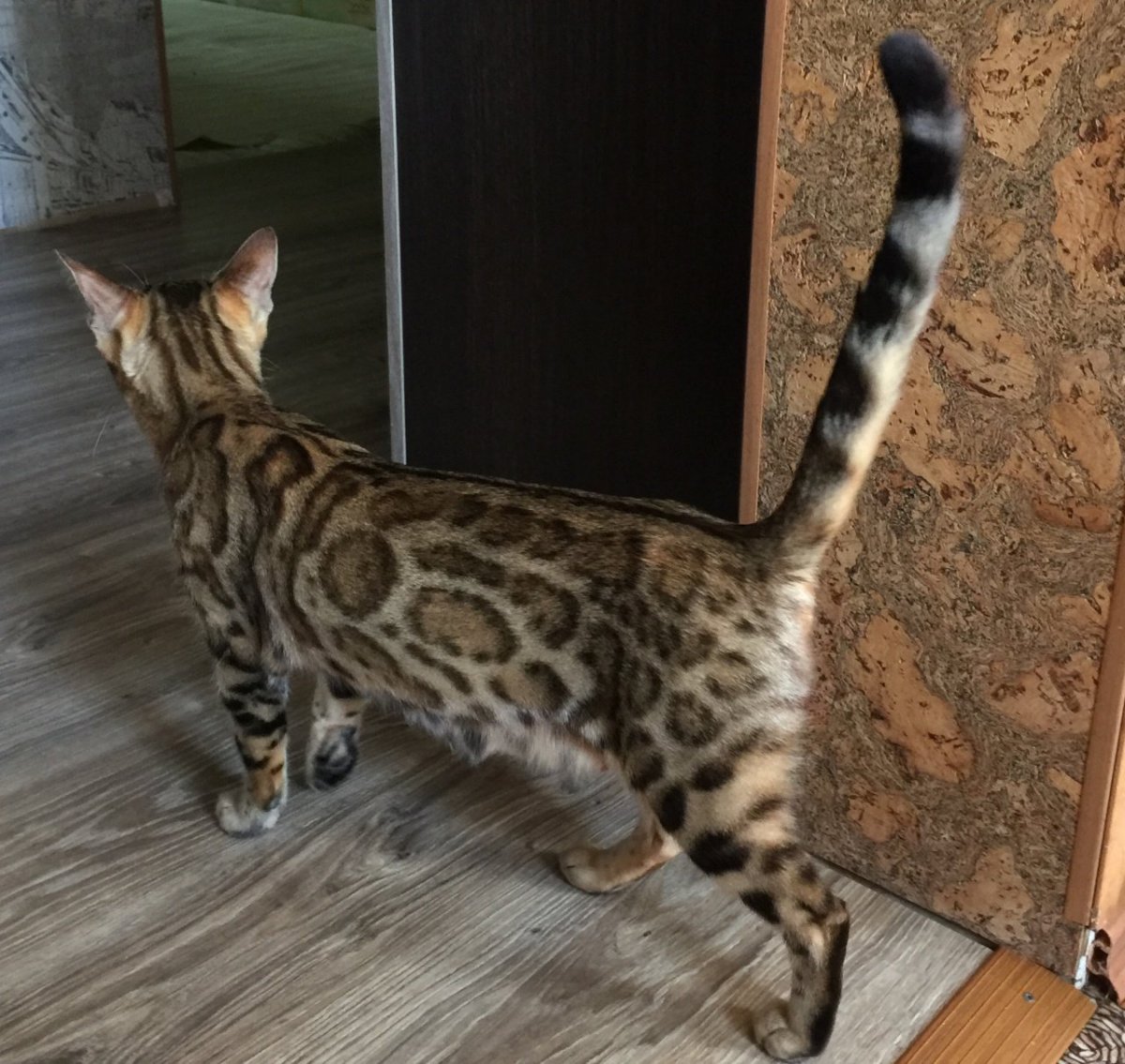 Бенгальский кот маленький