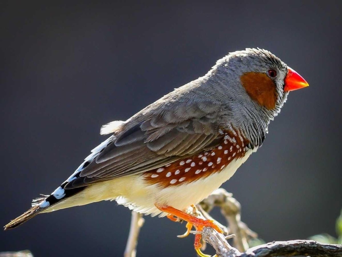 Малиноаогоудая петроика