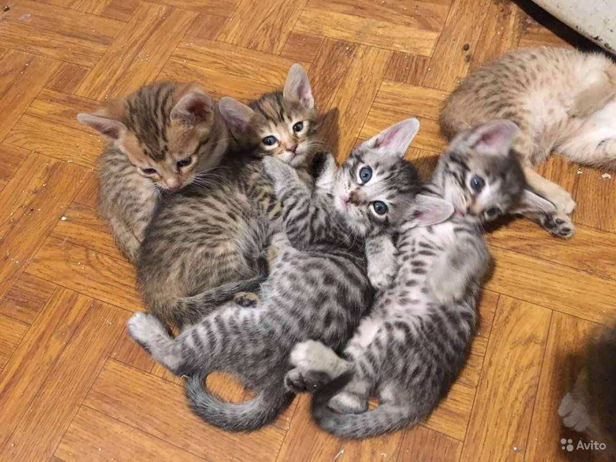 Бенгальский кот в одежде