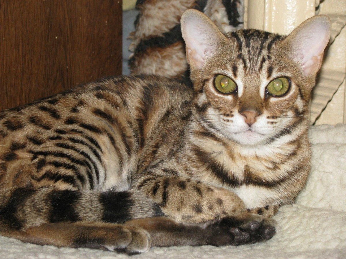 Бенгальский кот метис