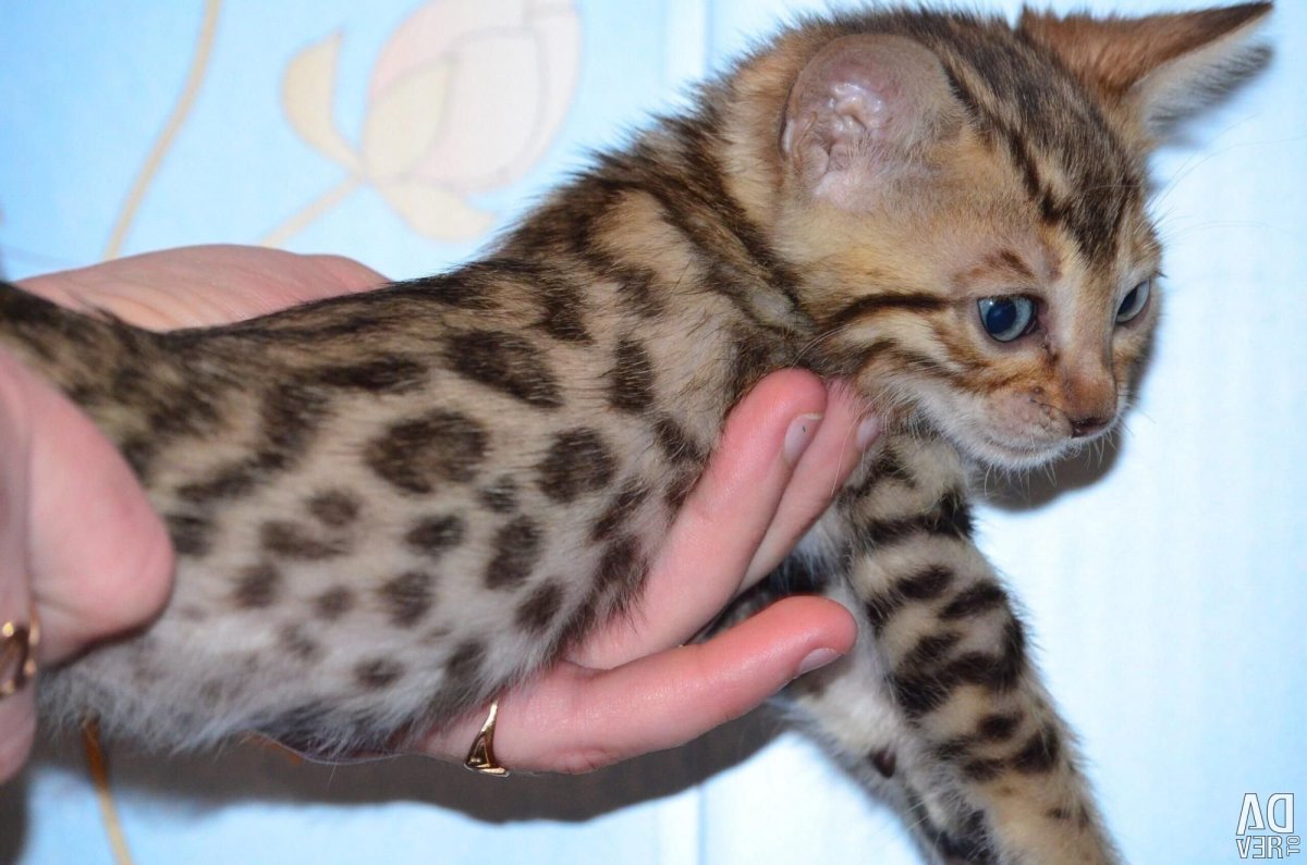 Котенок метис бенгал