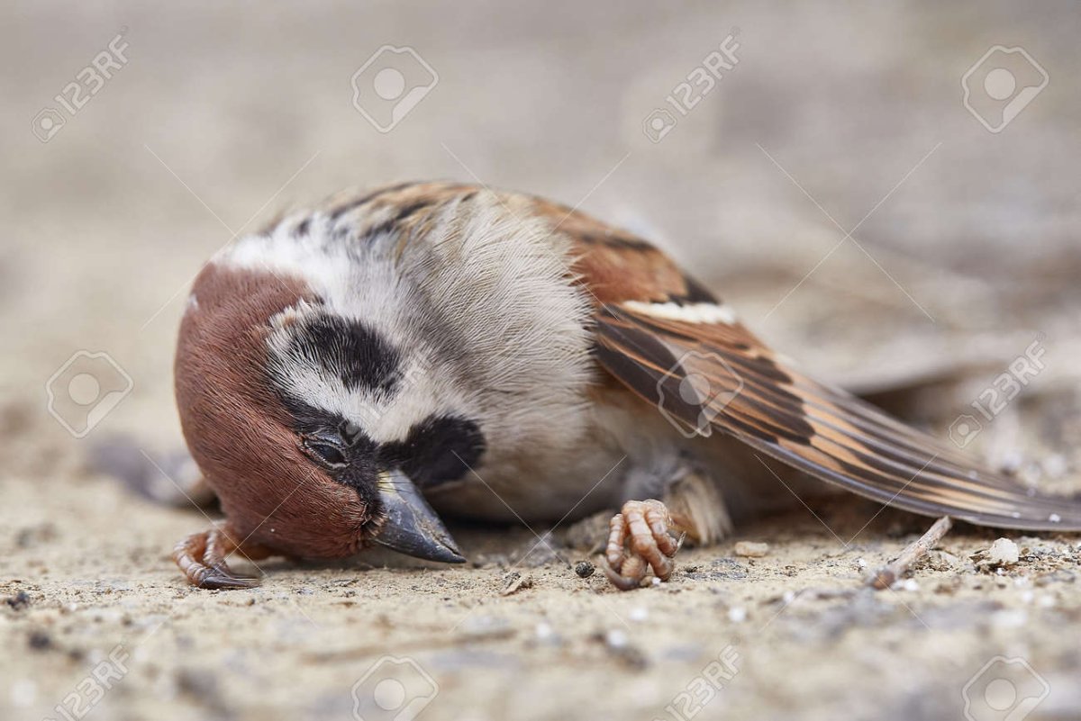 Милый Воробей