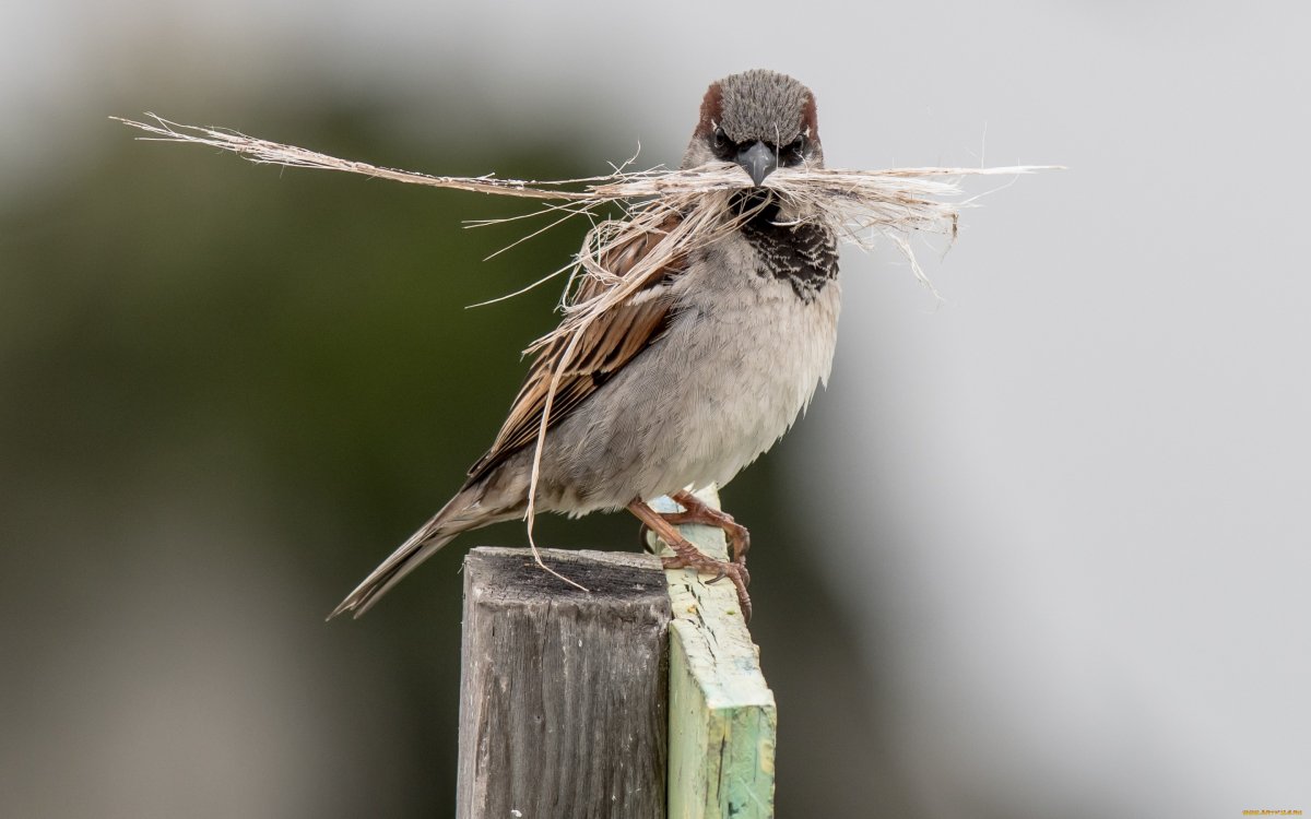 Домашние воробьи